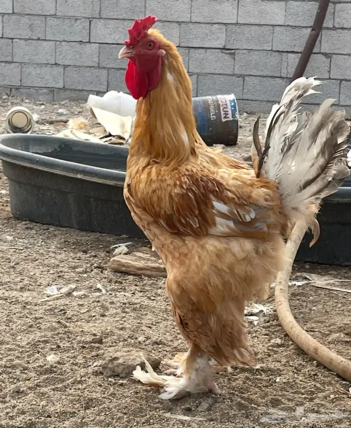 دجاج براهما للبيع 3