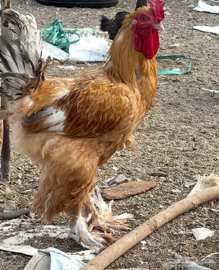دجاج براهما للبيع 8