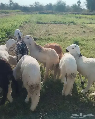 طليان سواكن index