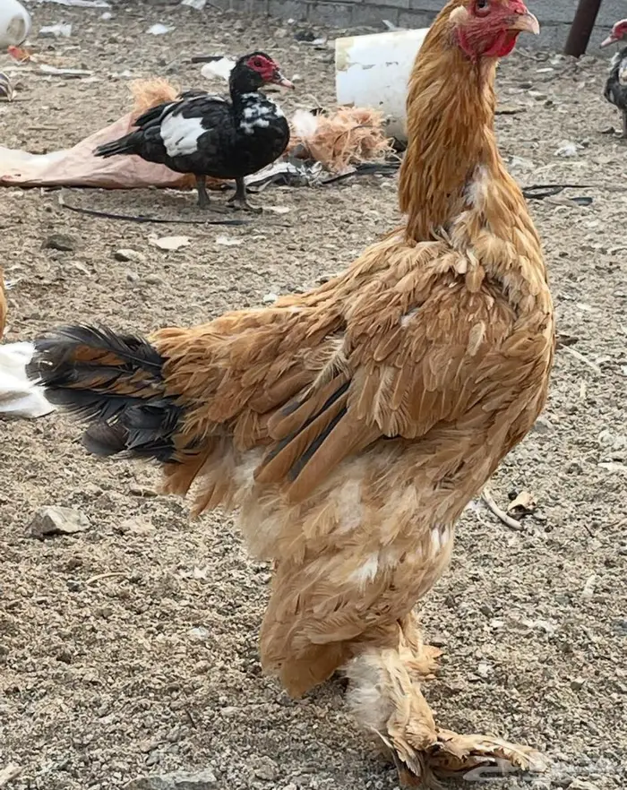 دجاج براهما للبيع 10