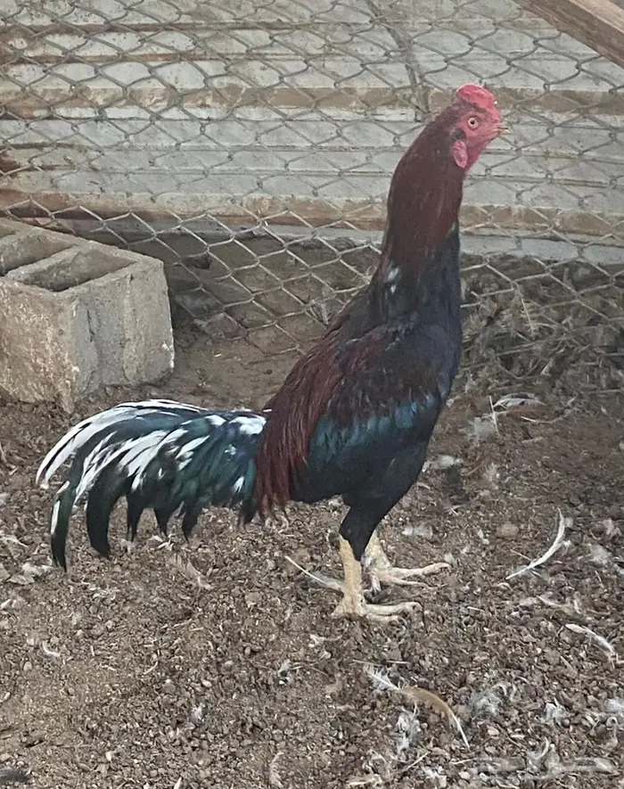 ديك باكستاني ماشاء الله 0