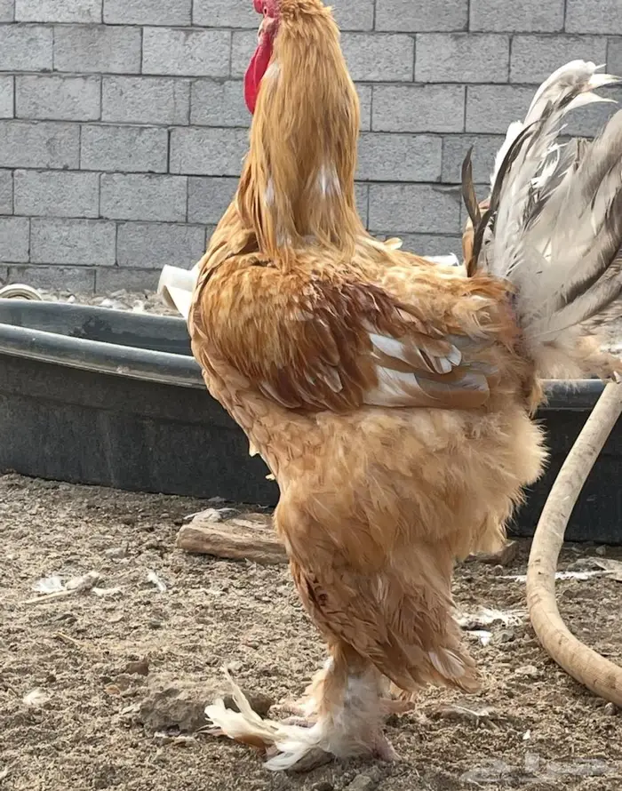 دجاج براهما للبيع 2
