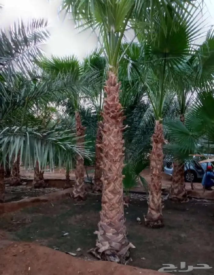 نخل واشنطني زينه نخل واشنطن 7