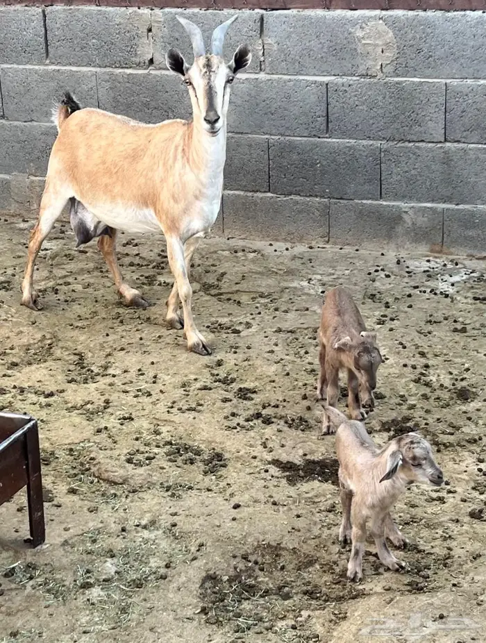 عنز جنوبية متوم مهجنه لون الصيد هجين وعل (عرض رقم 2 ) 0