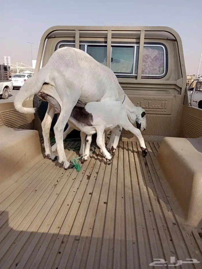 ساكنيه بيضاء معها 2 خرفان 2