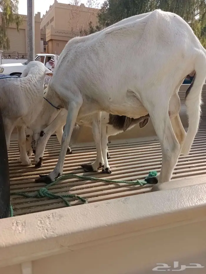 ساكنيه بيضاء معها 2 خرفان 3