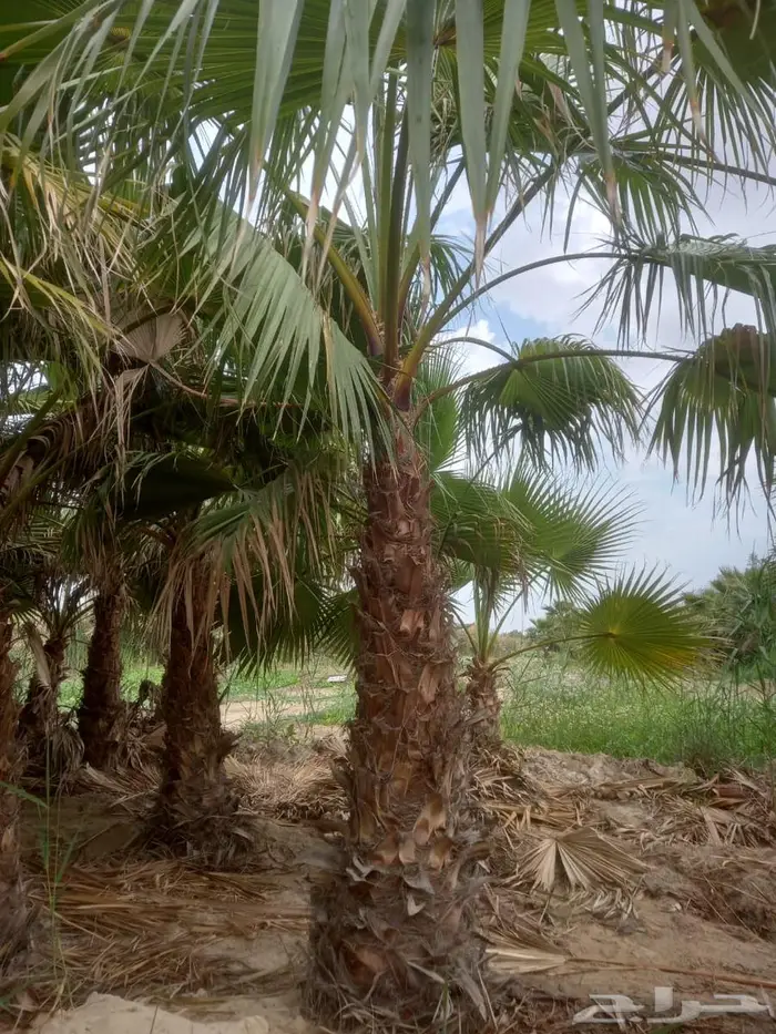 اشجار زينه وتشجير للبيع 10