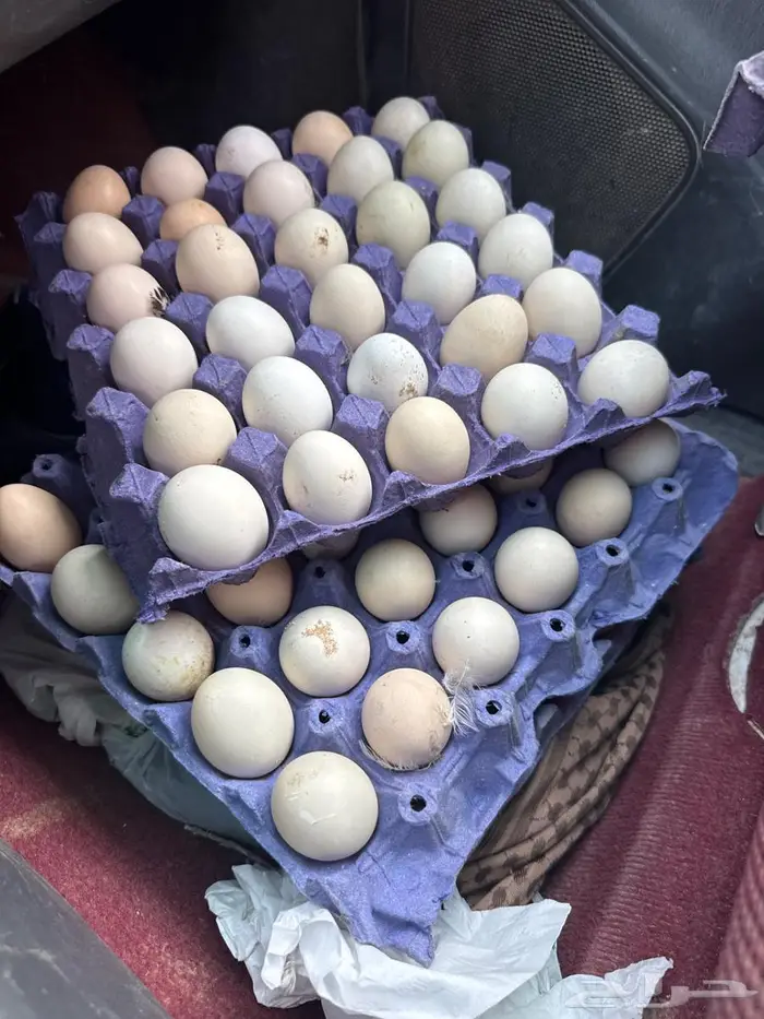 بيض بلدي فيومي قولد وشبابي يصلح للفقاسات 0