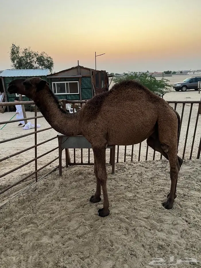 قعدان عدد 2 0