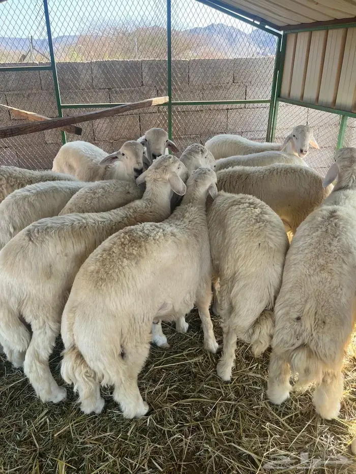 شامية عسفان 0