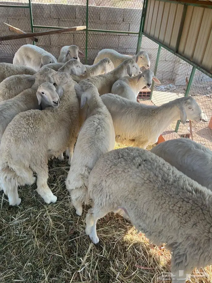 شامية عسفان 1