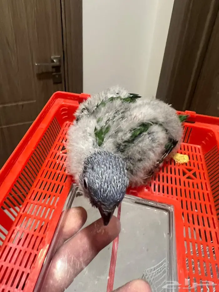 فرخ لوري رينبو 0