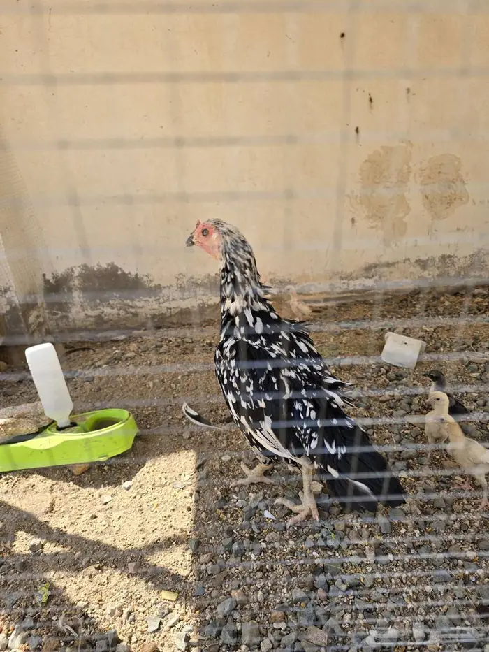 دجاجة سنديه فاخره جدا 1