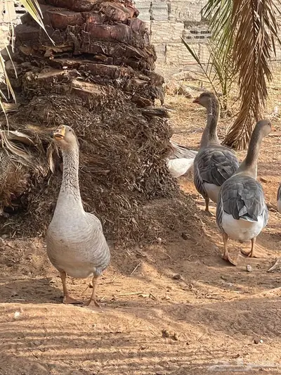 وز للبيع index