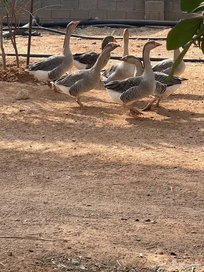 وز للبيع index