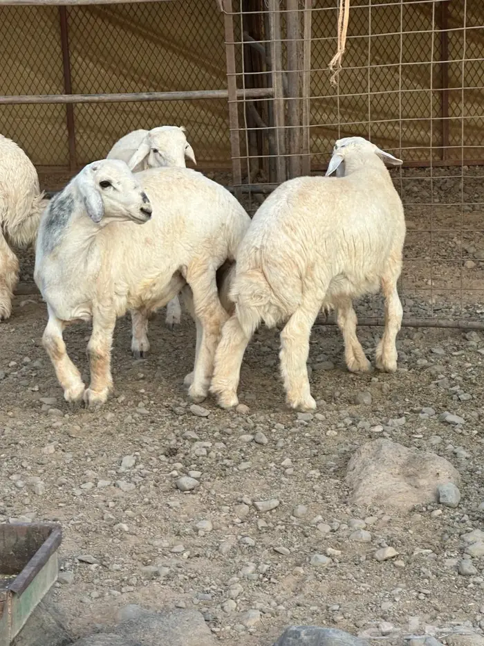 طليان حريات 0