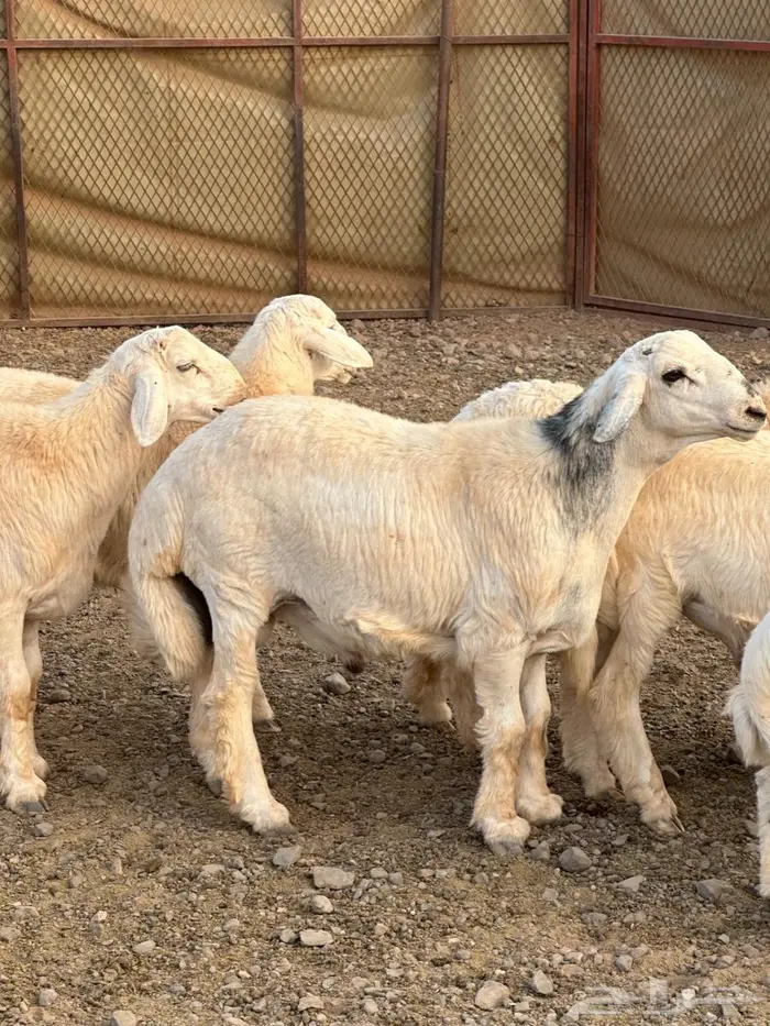 طليان حريات 2