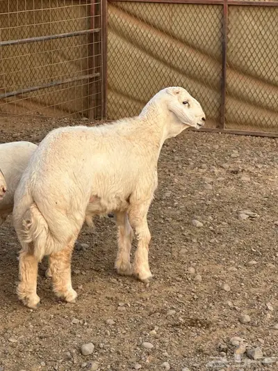 طليان حريات index