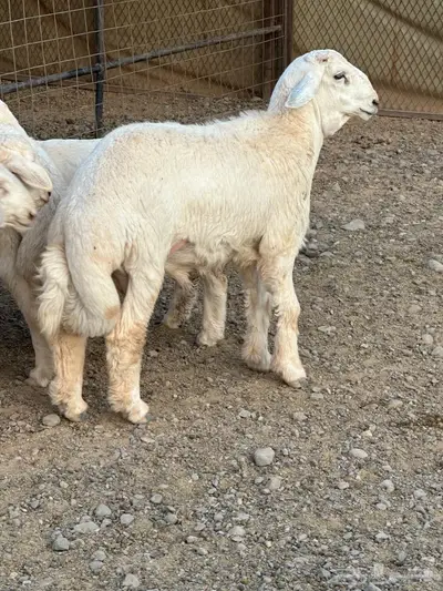 طليان حريات index