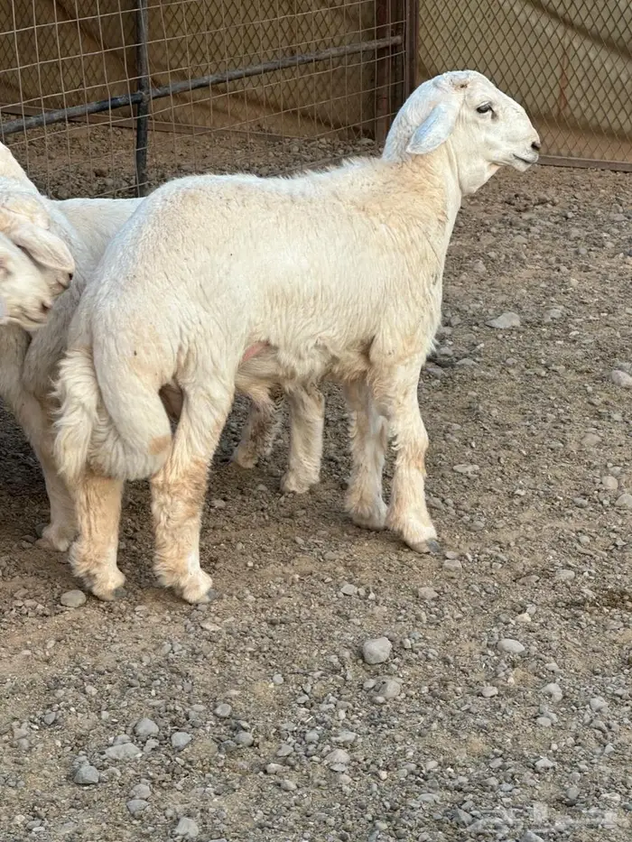 طليان حريات 4