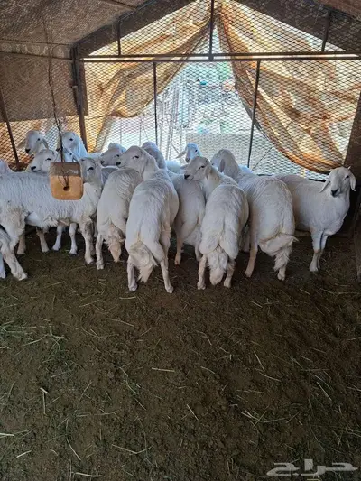 خرفان للبيع index