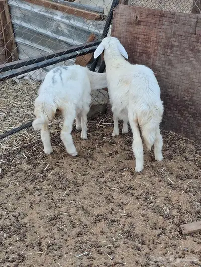 رخال منادي ولعشاق البر index