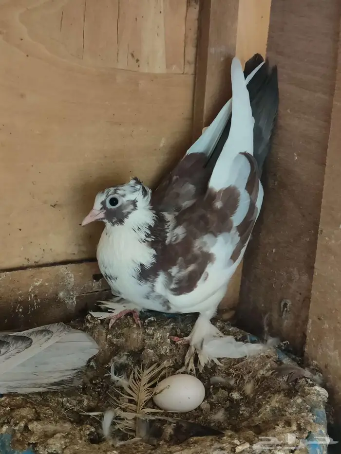 زوج صنعاوي منتج وتحتهم بيض الاحساء 1