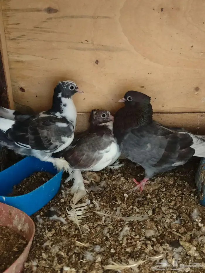 زوج صنعاوي منتج وتحتهم بيض الاحساء 0