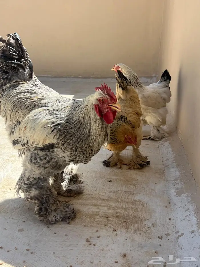 دجاج براهما 0