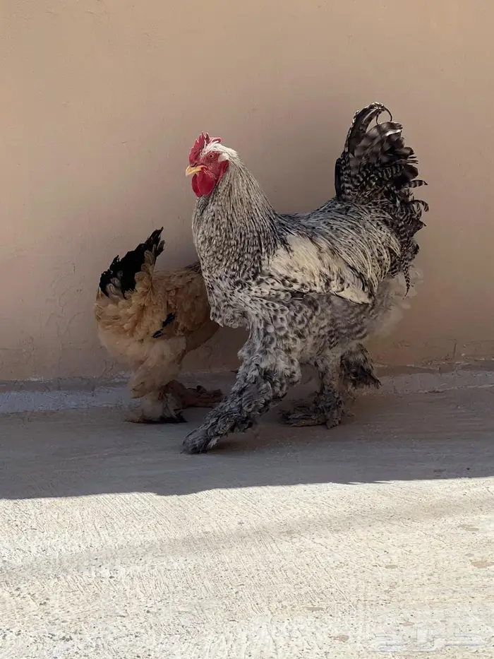 دجاج براهما 1