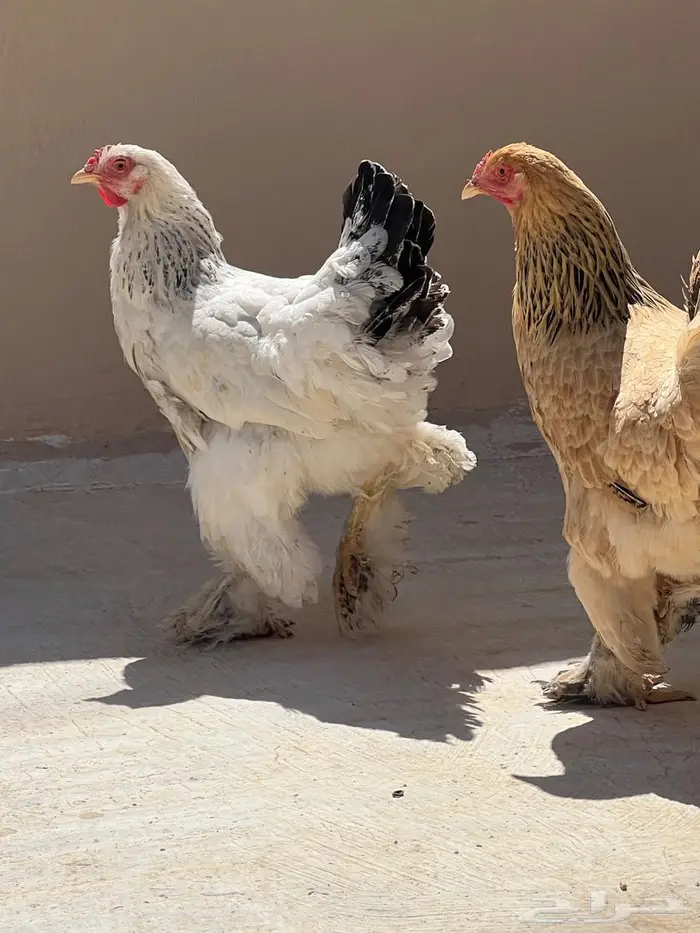 دجاج براهما 2