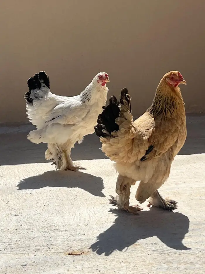 دجاج براهما 3