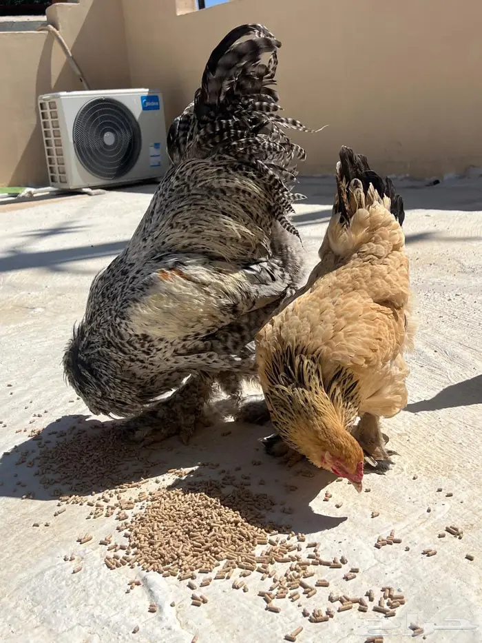 دجاج براهما 5