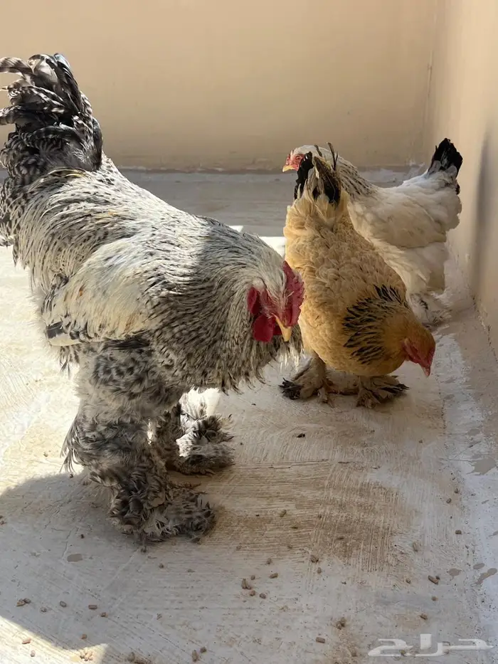 دجاج براهما 4