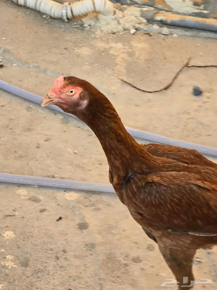 دجاجة سنديه فاخره جدا 3