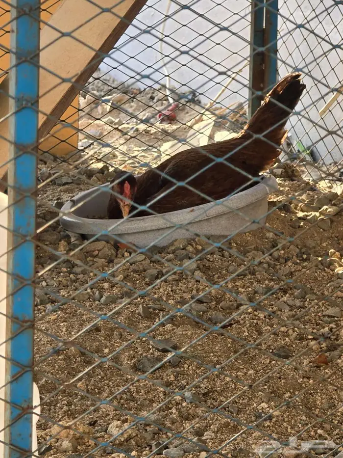 دجاجة سنديه فاخره جدا 4