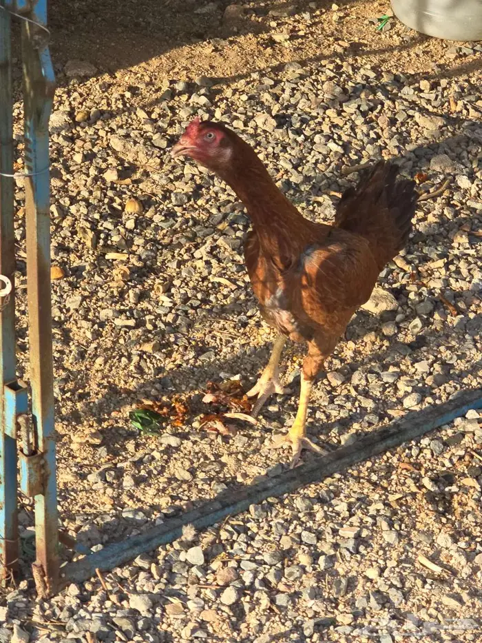 دجاجة سنديه فاخره جدا 2