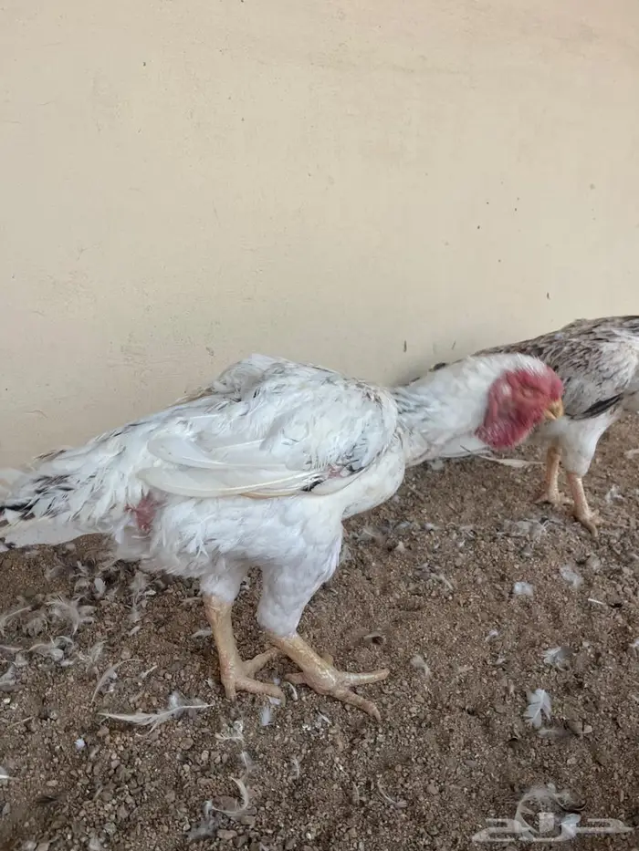 الدجاج الفارسي 0