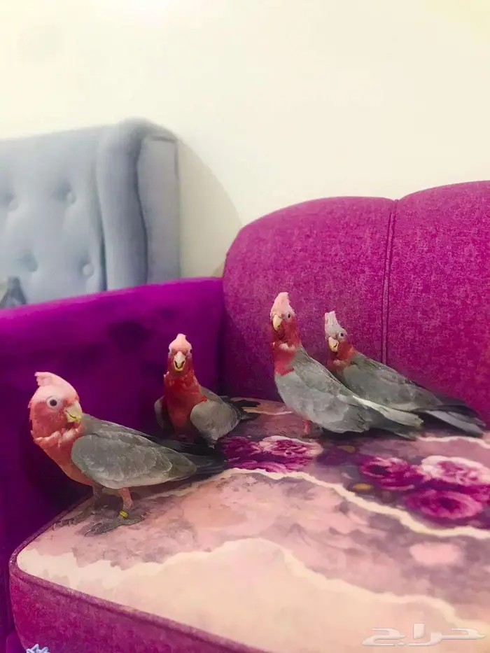 فرووخ كوكاتو قالا(تم البيع) 6