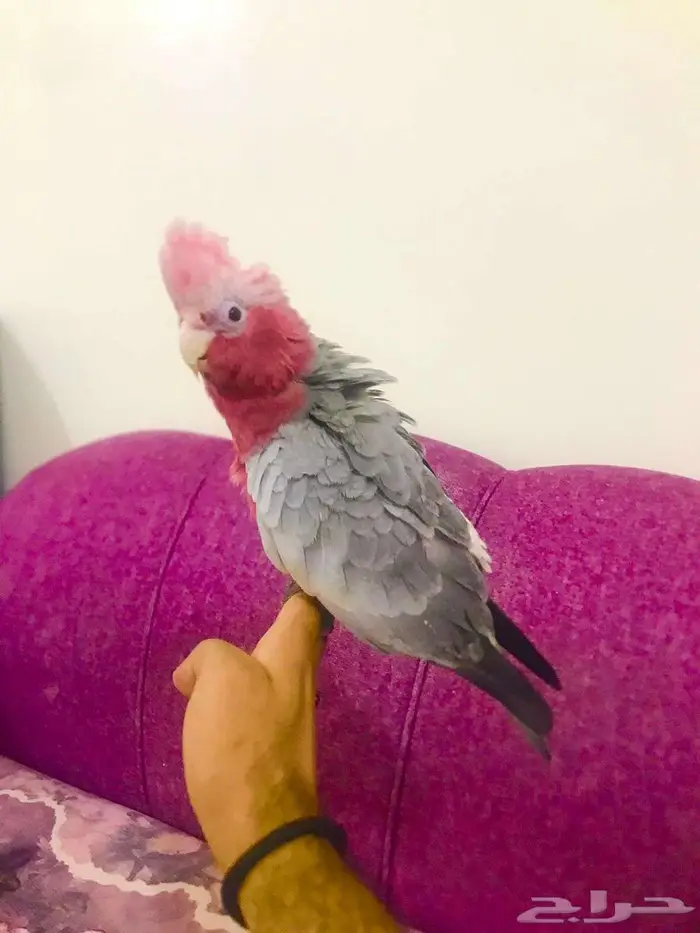 فرووخ كوكاتو قالا(تم البيع) 0