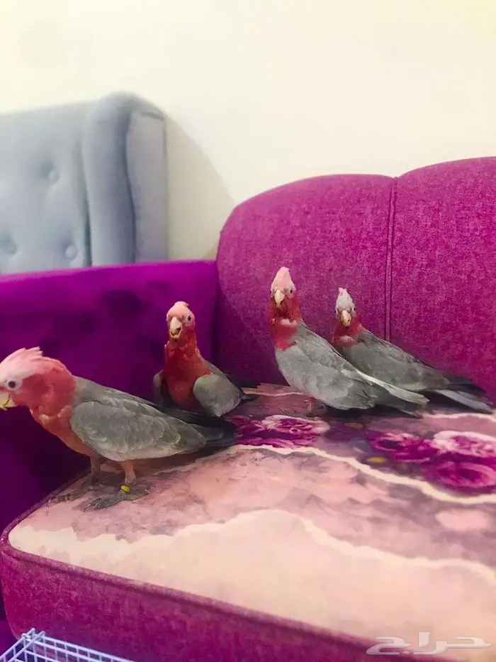 فرووخ كوكاتو قالا(تم البيع) 5