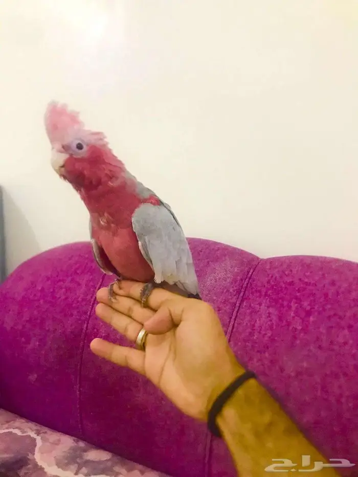 فرووخ كوكاتو قالا(تم البيع) 2