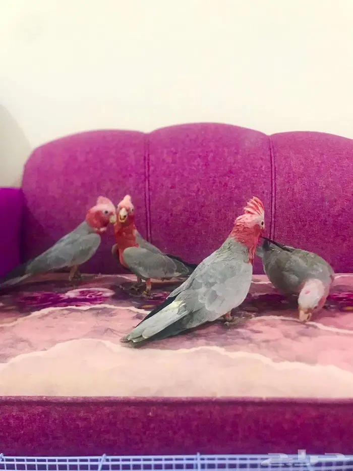 فرووخ كوكاتو قالا(تم البيع) 8