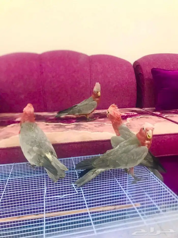 فرووخ كوكاتو قالا(تم البيع) 7