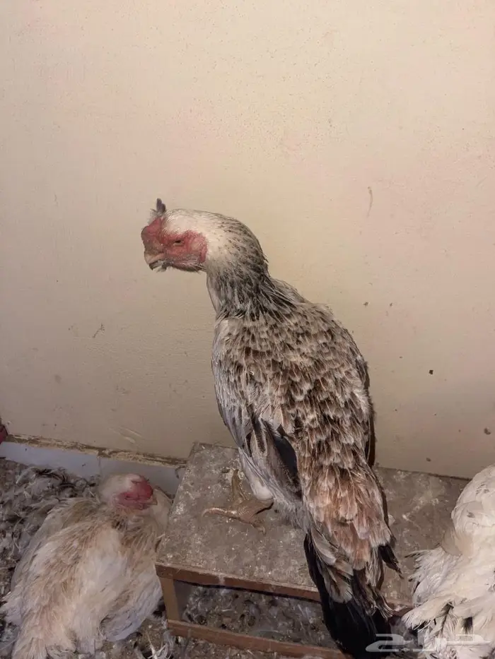 الدجاج الفارسي 2