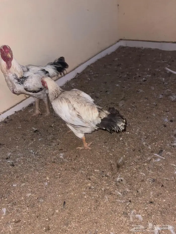 الدجاج الفارسي 4