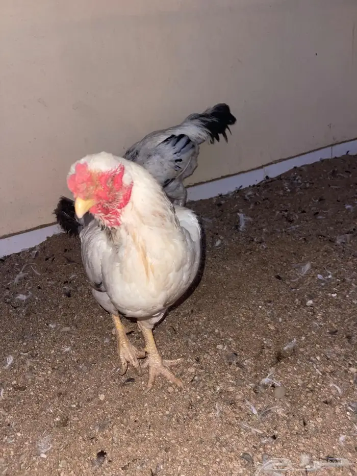 الدجاج الفارسي 5