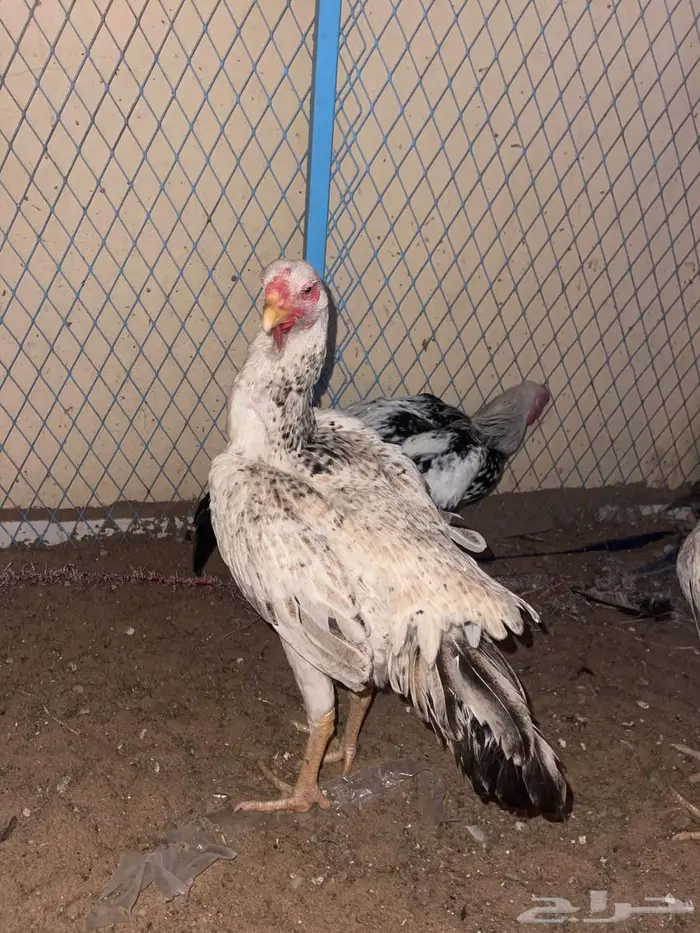 الدجاج الفارسي 9
