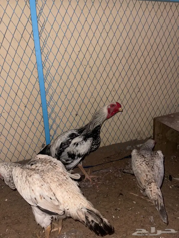 الدجاج الفارسي 10