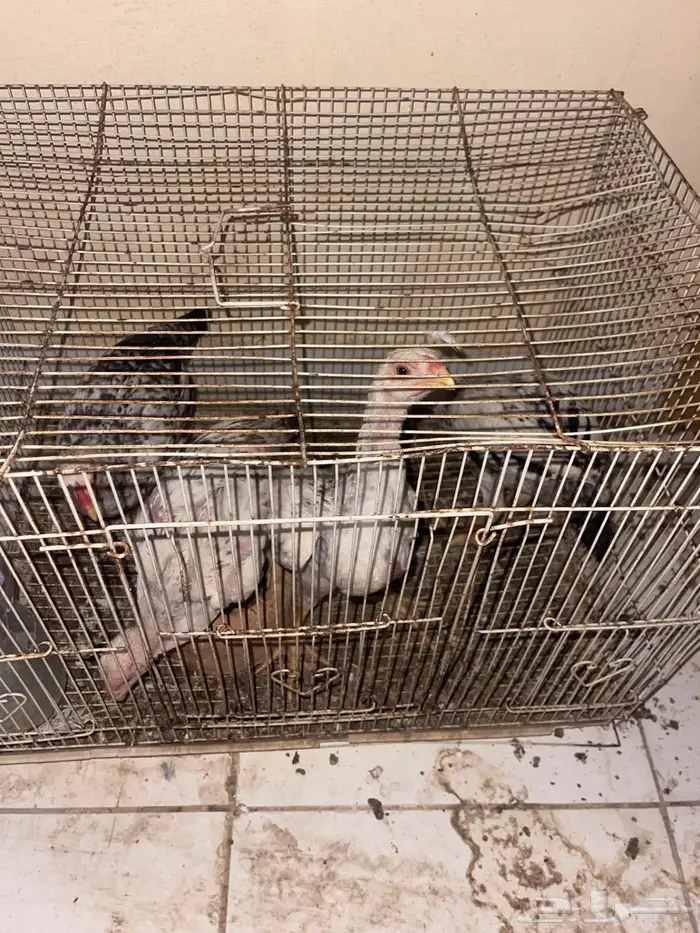 الدجاج الفارسي 11